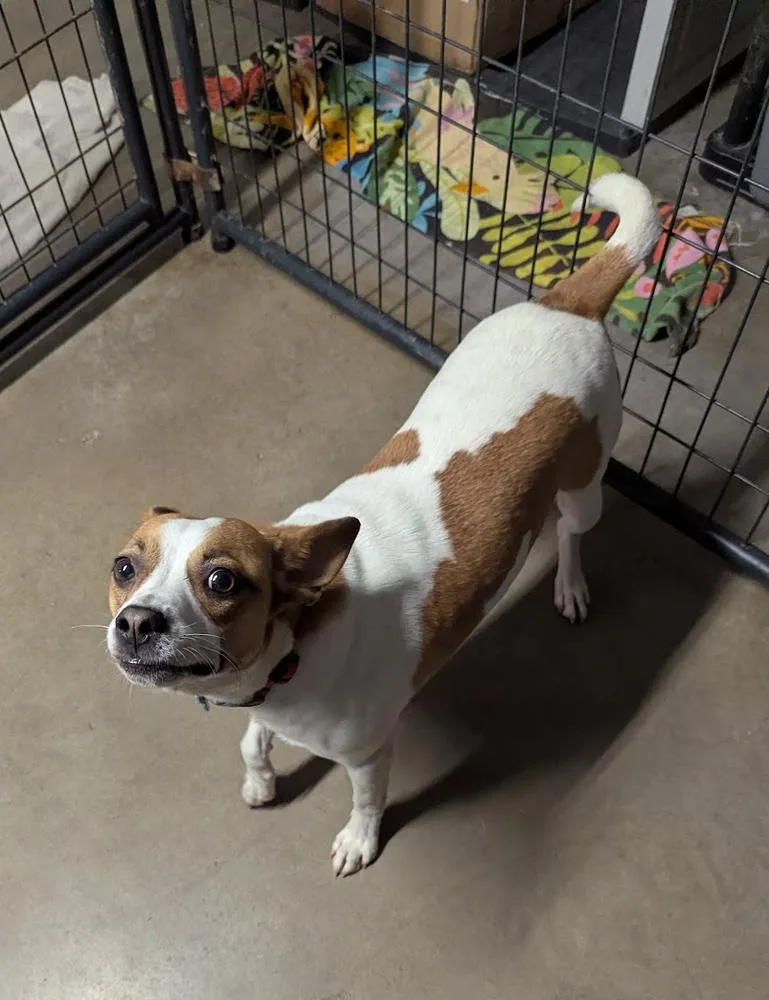 A young small-sized male Jack Russell Terrier dog named Roscoe for adoption in TULSA, OK