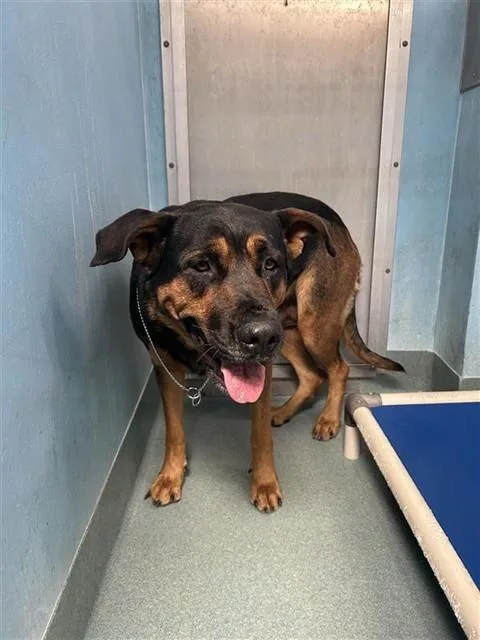 An adult extra large-sized female Rottweiler dog named A for adoption in Baldwin Park, CA