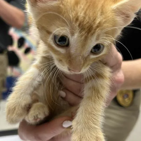 A baby small-sized male Orange / Red Domestic Short Hair cat named Elwood for adoption in Lufkin, TX