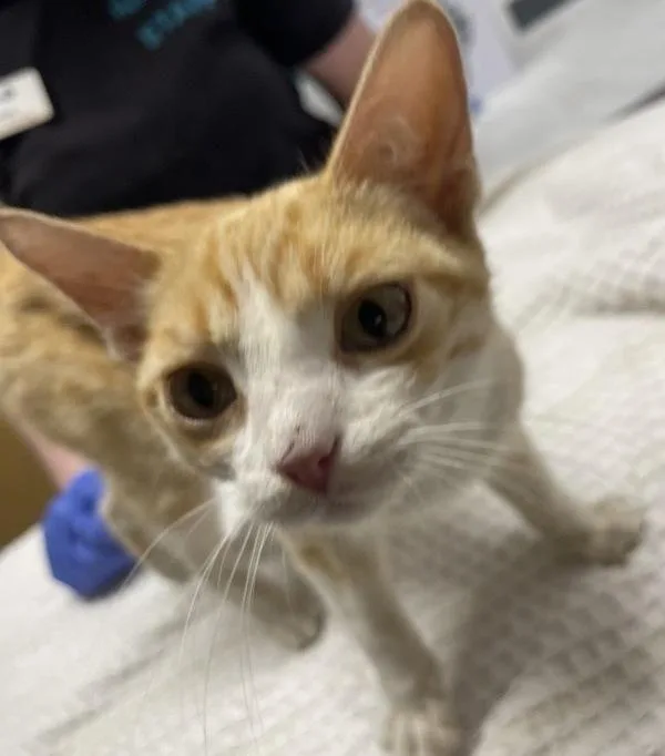 A young small-sized female Domestic Short Hair cat named Magpie for adoption in Escondido, CA