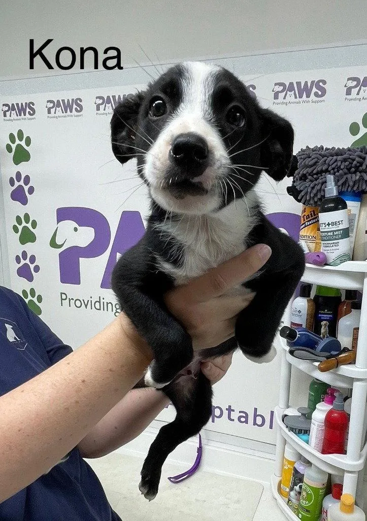 A baby medium-sized male Terrier dog named Kona for adoption in Saint George, UT