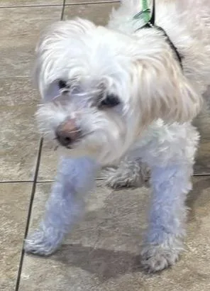 A senior small-sized female White / Cream Poodle dog named Princess for adoption in Rancho Palos Verdes, CA