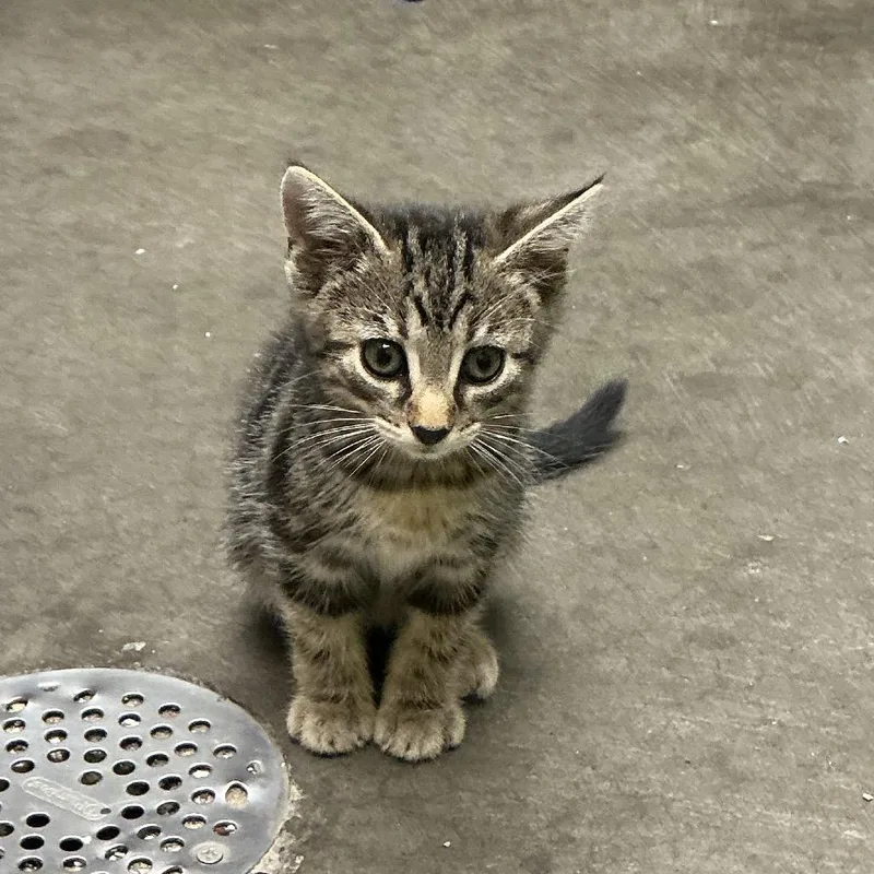 A baby small-sized male Gray / Blue / Silver Domestic Short Hair cat named Slate for adoption in Waynesburg, PA