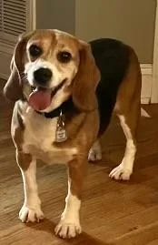 An adult small-sized female Beagle dog named Lola for adoption in South Plainfield, NJ
