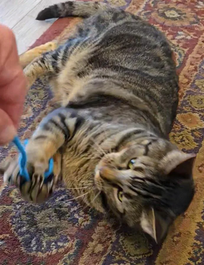 Finnegan thumbnail 2