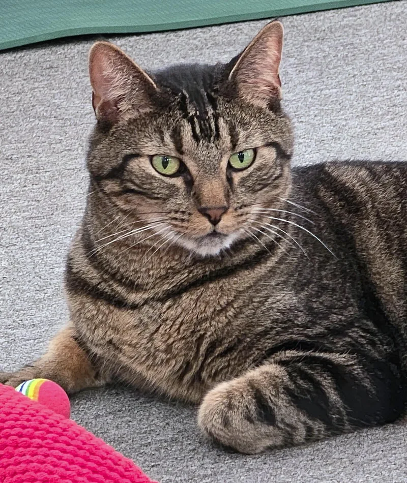 An adult medium-sized male Tabby (Brown / Chocolate) Tabby cat named Finnegan for adoption in Laguna Woods, CA