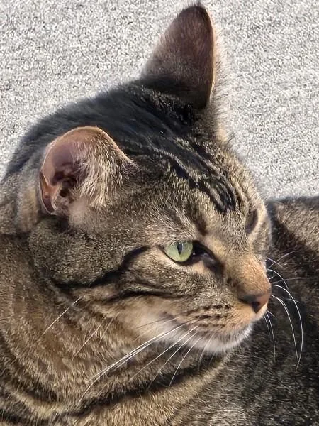 Finnegan thumbnail 3