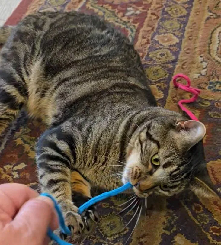 Finnegan thumbnail 4