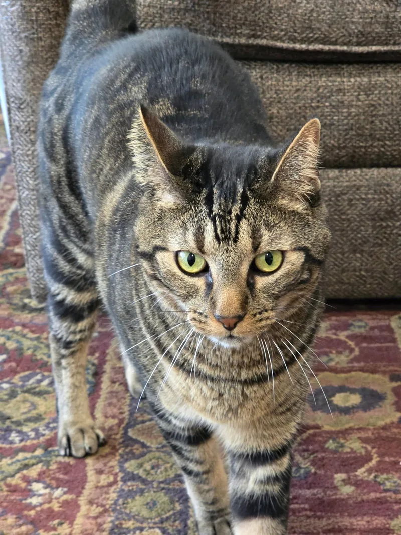 Finnegan thumbnail 5