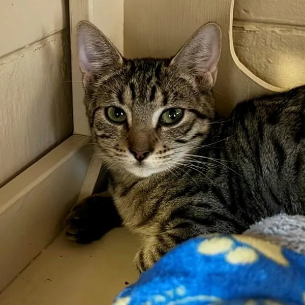 A baby medium-sized female Domestic Short Hair cat named Floppy for adoption in Walnut Creek, CA