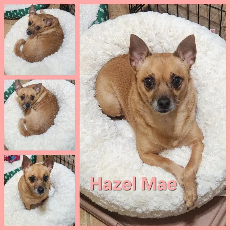 An adult small-sized female Chihuahua dog named Hazel Mae for adoption in Montgomery, TX