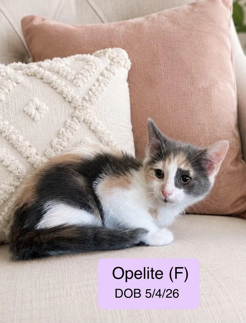 Opelite