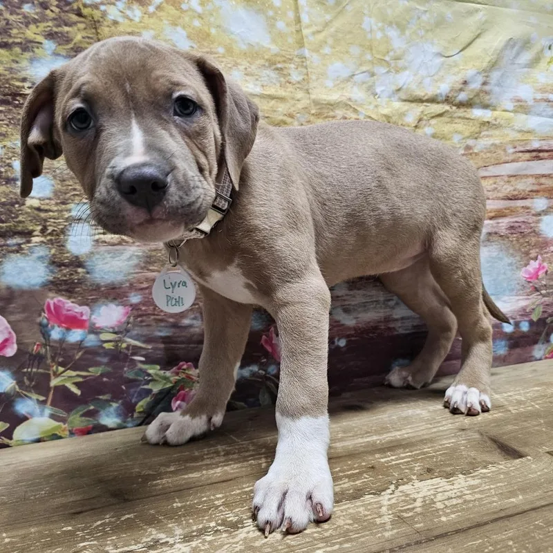 A baby medium-sized female Yellow / Tan / Blond / Fawn Boxer dog named Lyra for adoption in Normal, IL