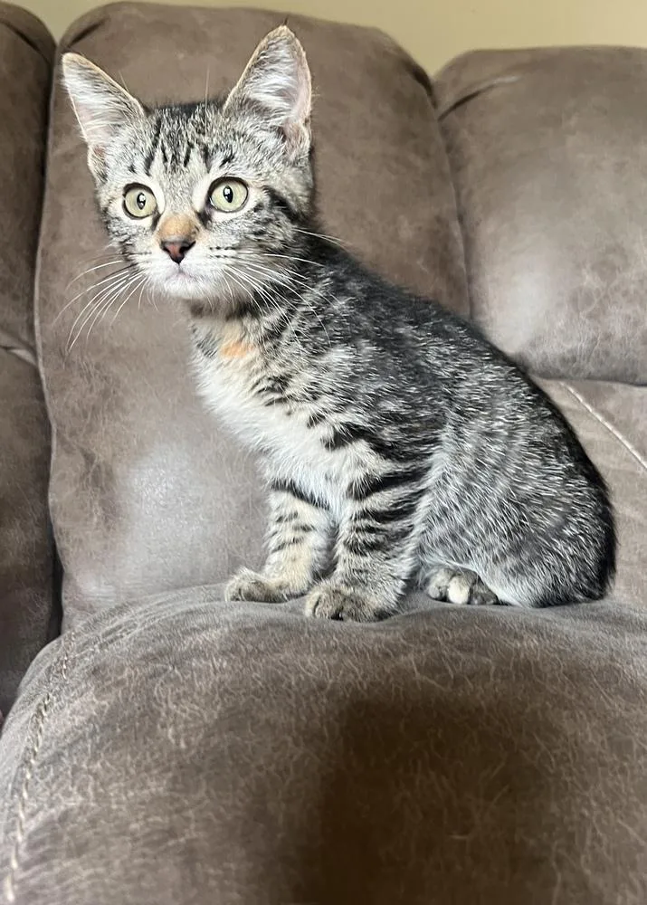 A baby small-sized female Brown / Chocolate Domestic Short Hair cat named Kenya for adoption in Rochester, IN