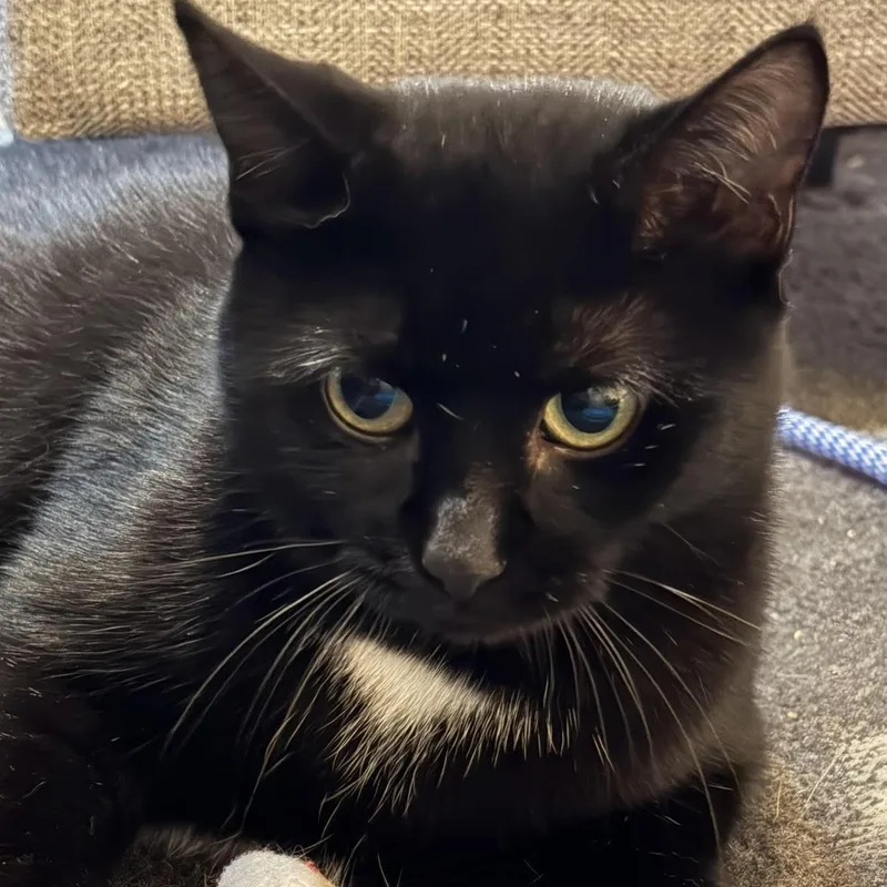 A young medium-sized female Domestic Short Hair cat named Eve for adoption in Rochester, NY