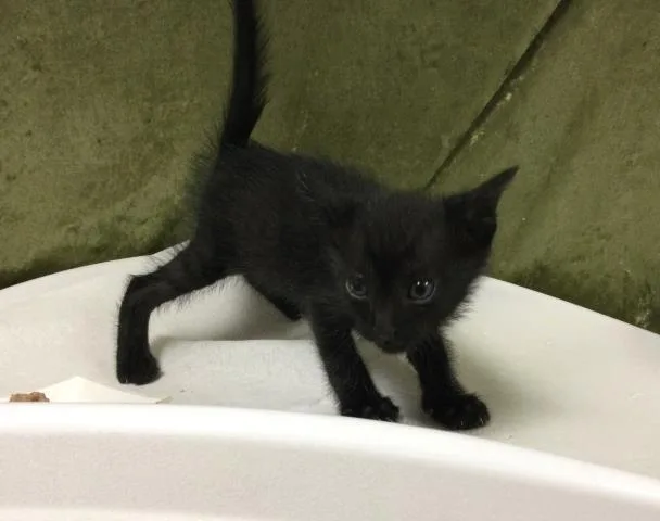 A baby small-sized male Domestic Short Hair cat named Panther for adoption in Riverside, CA