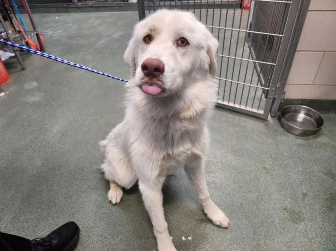 A young large-sized female Mixed Breed dog named A for adoption in Santa Fe, NM