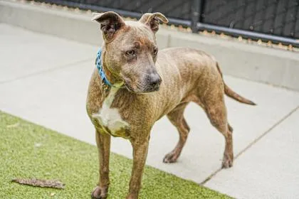 A baby small-sized female Labrador Retriever dog named Jan for adoption in Bellevue, WA