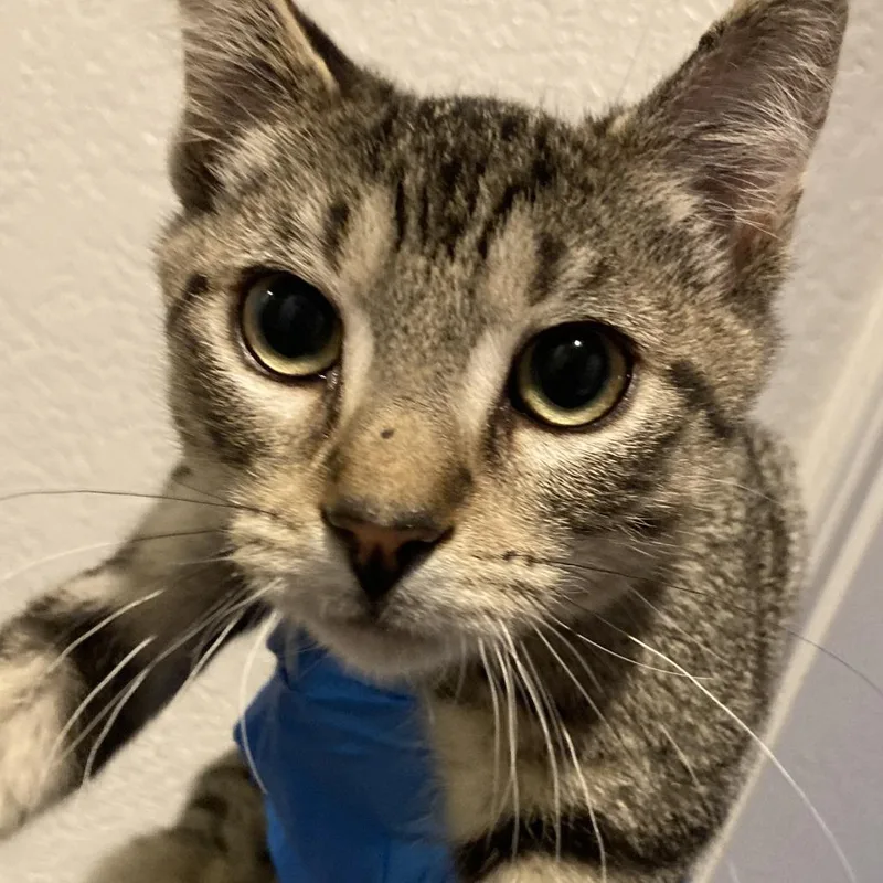 A young medium-sized male Brown / Chocolate Domestic Short Hair cat named Gordito for adoption in Midland, TX