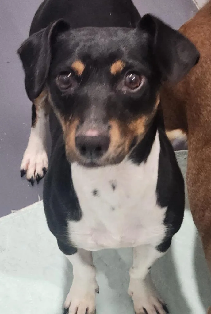 A young small-sized female Jack Russell Terrier dog named Bianca for adoption in Walnutport, PA