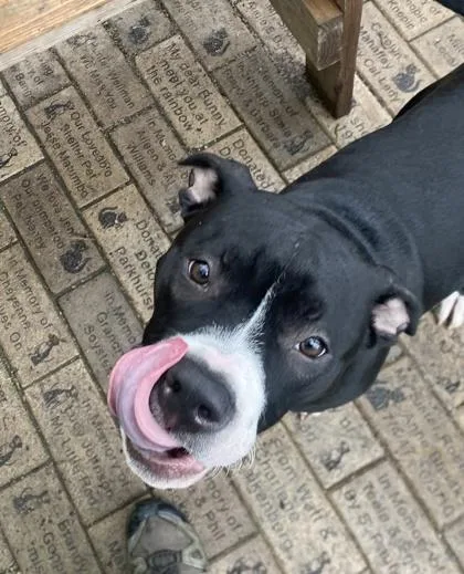 A young medium-sized male Mixed Breed dog named Dunkin for adoption in Hobart, IN
