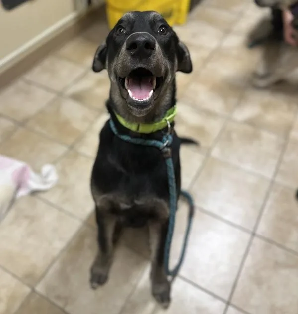A young large-sized male Mixed Breed dog named Tips for adoption in Troutdale, OR