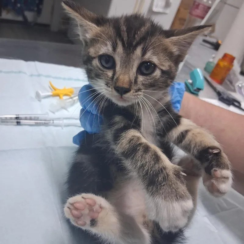A baby small-sized female Brown / Chocolate Domestic Short Hair cat named Moira for adoption in Summerville, SC
