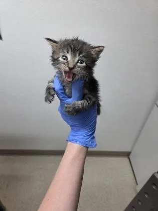 A baby small-sized male Domestic Short Hair cat named John Adams for adoption in Sacramento, CA