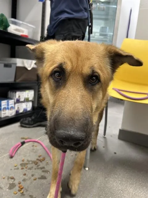 A young large-sized male German Shepherd Dog dog named Balboa for adoption in Mesa, AZ