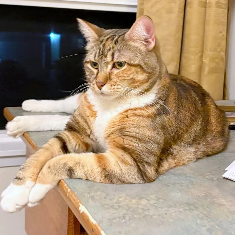 An adult large-sized female Calico Domestic Short Hair cat named Chandri for adoption in Woodinville, WA