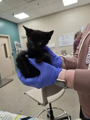 A baby small-sized female Domestic Short Hair cat named Big Bird for adoption in Fishers, IN