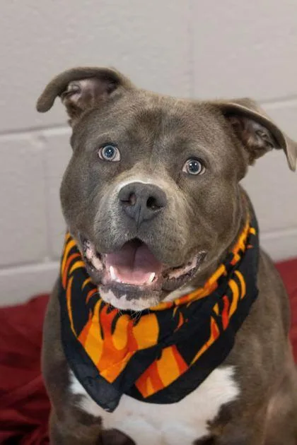 An adult large-sized male Mixed Breed dog named Joker for adoption in Sevierville, TN