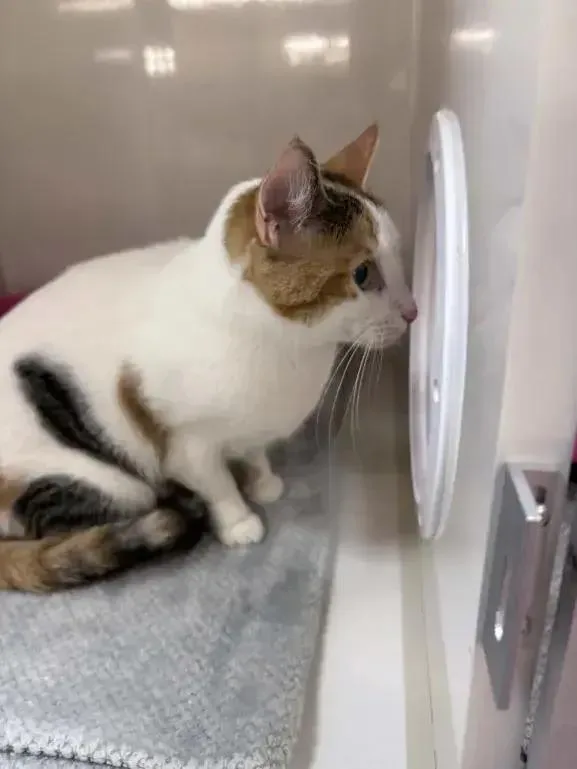 An adult medium-sized female Domestic Short Hair cat named Daisy for adoption in Grand Rapids, MI