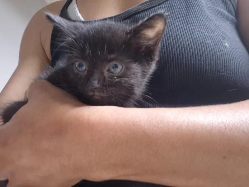 A baby medium-sized male Domestic Short Hair cat named Fred for adoption in Cincinnati, OH