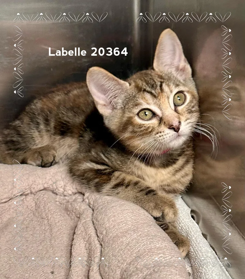 A baby medium-sized female Tabby (Brown / Chocolate) Domestic Short Hair cat named Labelle for adoption in Marietta, GA