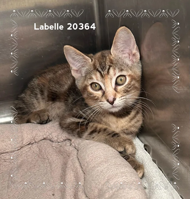 Labelle thumbnail 2