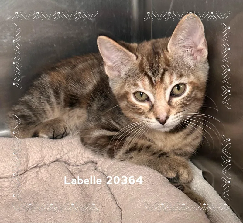 Labelle thumbnail 3