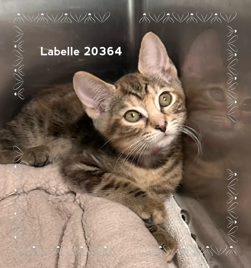 Labelle thumbnail 4