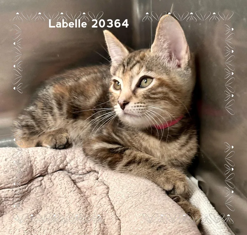 Labelle thumbnail 5