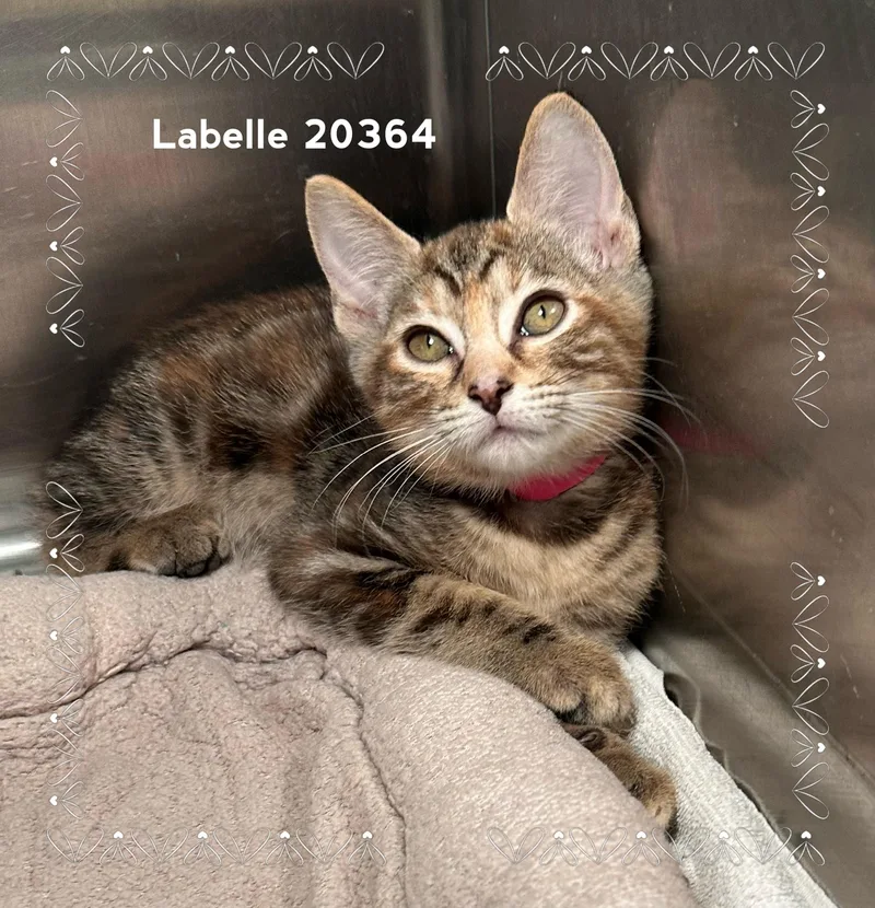 Labelle thumbnail 6