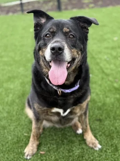 An adult large-sized female Mixed Breed dog named Beam for adoption in Chesapeake, VA