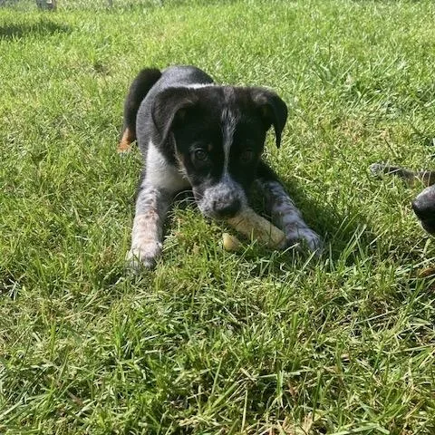 A young medium-sized male Australian Cattle Dog / Blue Heeler dog named Romeo for adoption in Hempstead, NY