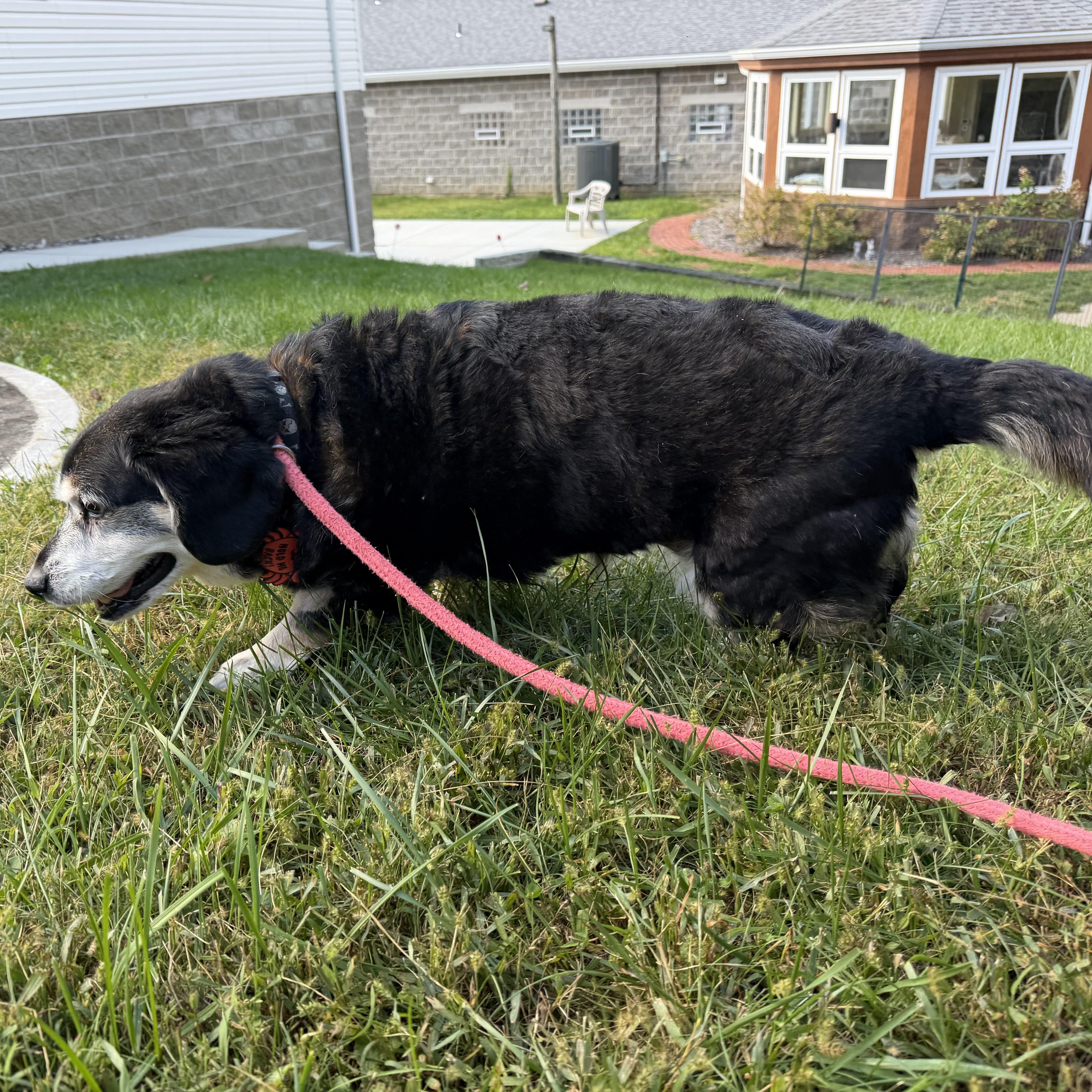 A senior medium-sized female Beagle dog named Rosie for adoption in Latrobe, PA