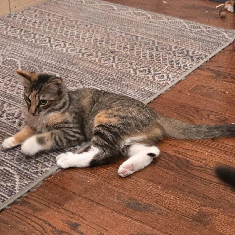 A baby small-sized female Torbie Domestic Medium Hair cat named Chloe Morano for adoption in Los Angeles, CA