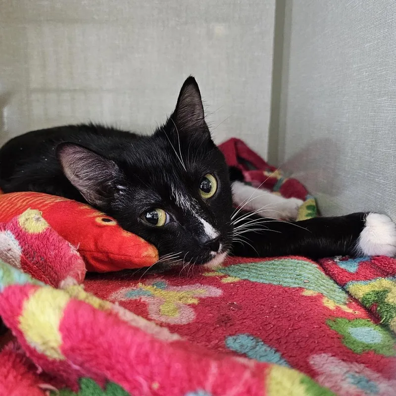 An adult medium-sized female Black Domestic Short Hair cat named Tula for adoption in Monroe, MI
