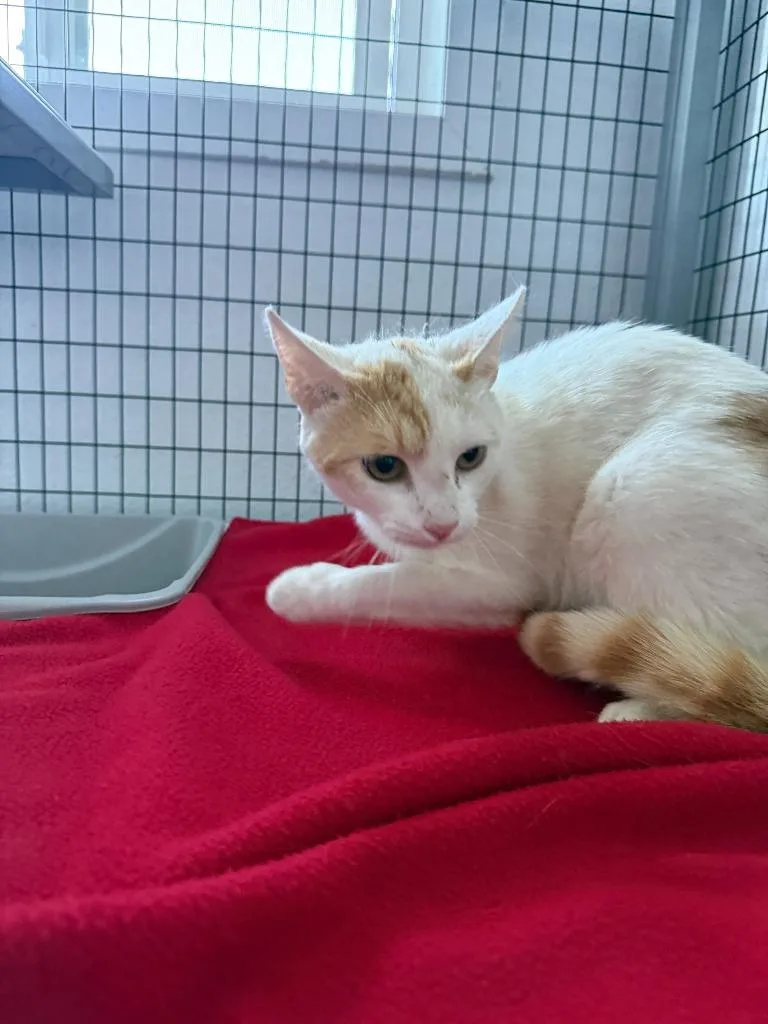 A young medium-sized male Domestic Short Hair cat named Samuel for adoption in Brookings, OR