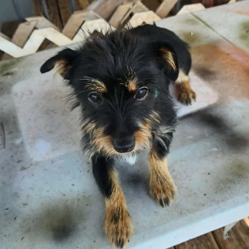 A baby small-sized male Black Yorkshire Terrier dog named Billy Bob Ejs for adoption in Austin, TX