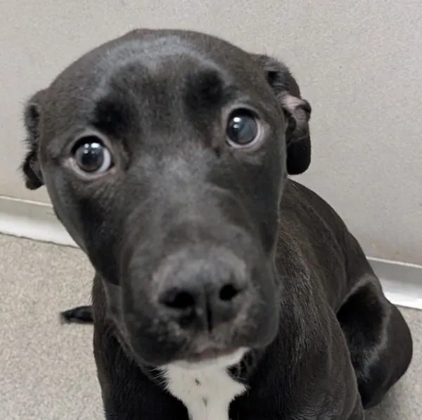 A young medium-sized female Terrier dog named Iris for adoption in Des Moines, IA