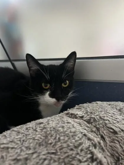An adult small-sized male Domestic Short Hair cat named Cough Drop for adoption in Roseville, CA