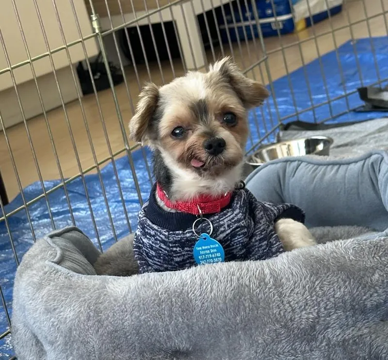 A senior small-sized male Maltese dog named Charlie for adoption in Brooklyn, NY
